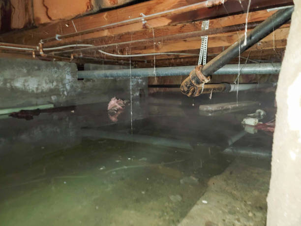 Best Water damage cleanup near me  in Lake Lotawana, MO